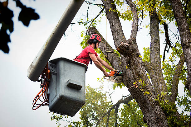 Tree Health Inspection in Vernon, AL